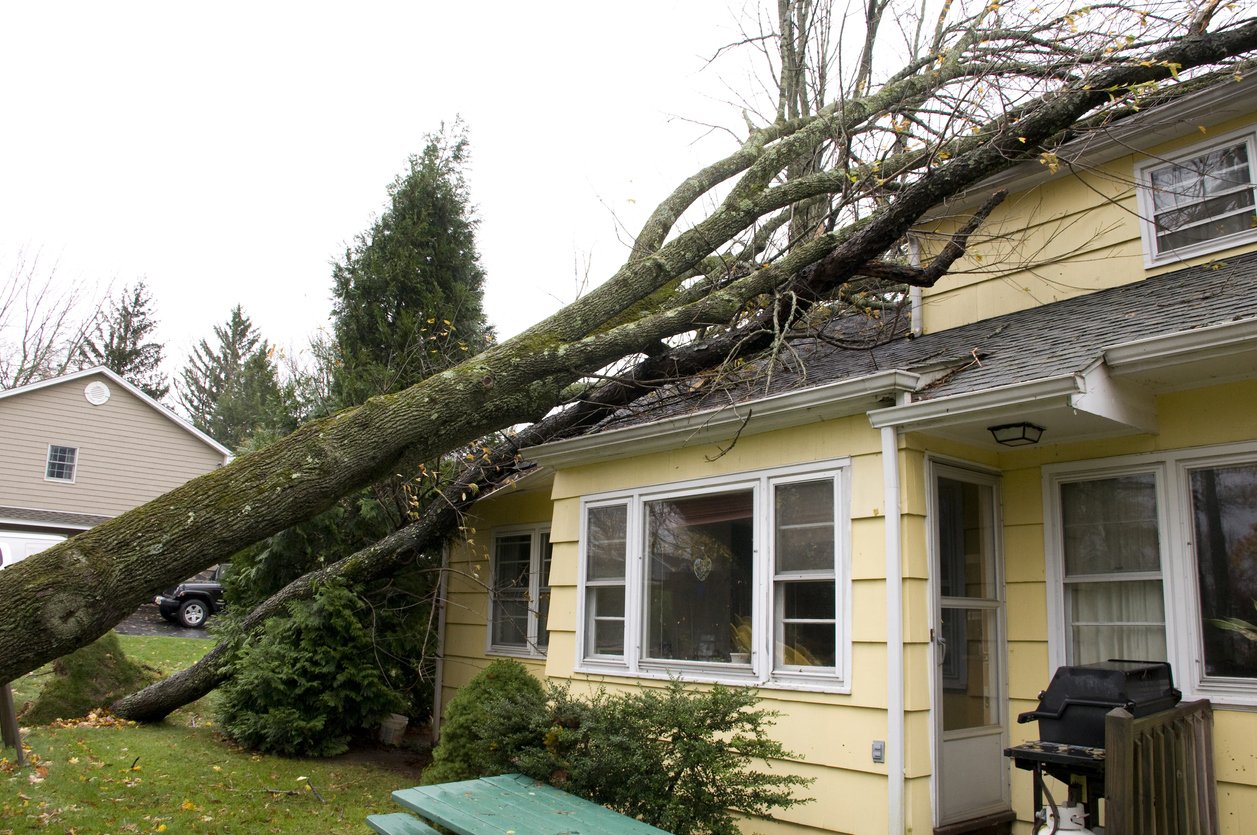 Fallen tree damages house roof during storm.